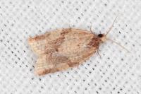 Clepsis consimilana