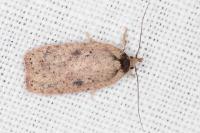 Agonopterix scopariella