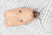 Agonopterix subpropinquella