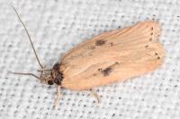 Agonopterix subpropinquella