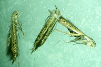 Coleophora limoniella
