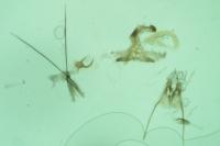 Coleophora limoniella