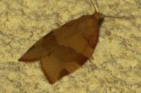 Pandemis cerasana