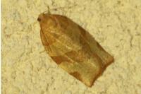 Pandemis cerasana
