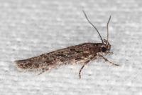 Carpatolechia decorella