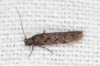 Carpatolechia decorella