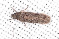 Carpatolechia decorella