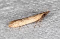 Dichomeris acuminata