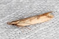 Dichomeris acuminata