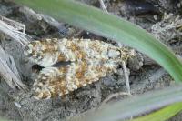 Aethes margarotana