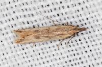 Dichomeris acuminata