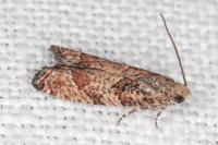 Acroclita subsequana