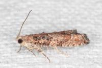 Acroclita subsequana