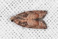 Acroclita subsequana
