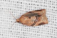 Clepsis consimilana