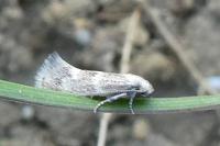 Elachista