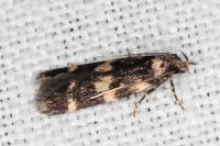 Oegoconia caradjai