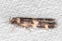 Oegoconia caradjai