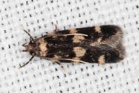 Oegoconia caradjai