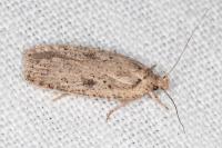 Agonopterix scopariella