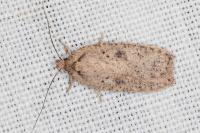 Agonopterix scopariella