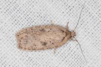 Agonopterix scopariella
