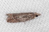 Acroclita subsequana
