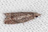 Acroclita subsequana