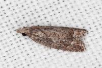 Acroclita subsequana