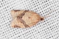 Clepsis consimilana