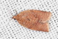 Clepsis consimilana
