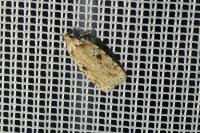 Agonopterix arenella