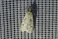 Diurnea fagella