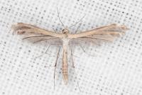 Stangeia siceliota