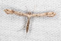 Stenoptilodes taprobanes