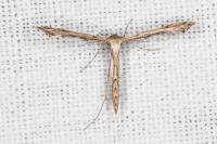 Stenoptilodes taprobanes