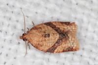 Clepsis consimilana