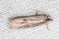 Ditula joannisiana