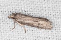 Ditula joannisiana