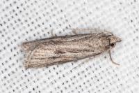 Ditula joannisiana