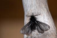 Ptilocephala plumifera
