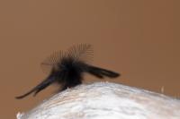 Ptilocephala plumifera