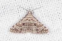 Alucita palodactyla