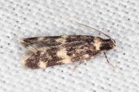 Apatema mediopallidum