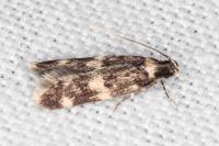 Apatema mediopallidum