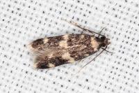 Apatema mediopallidum