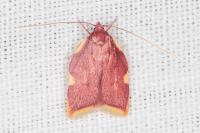 Carcina quercana