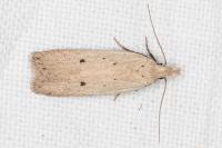 Nothris verbascella