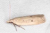 Nothris verbascella
