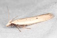 Nothris verbascella